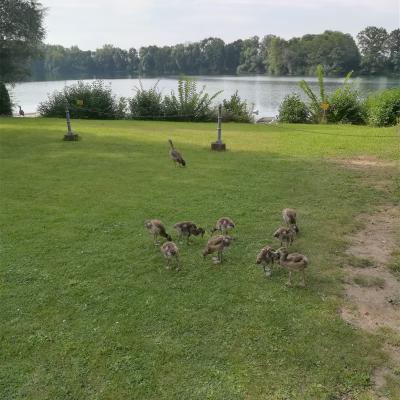 Baggersee Mit Jungenten