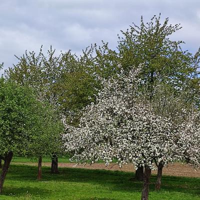 21a Obst Und Spargelhof Wurth1